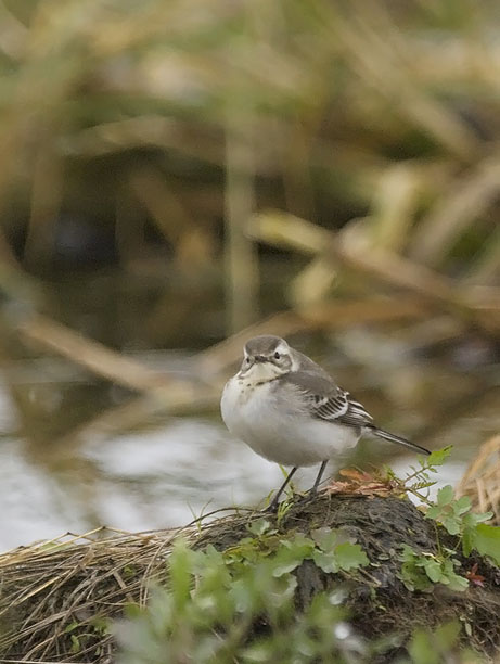 Sitruunavästäräkki, Citrine Wagtail, Motacilla citreola